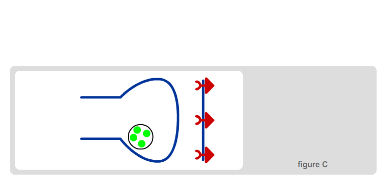 Ganglionic Synapse 5