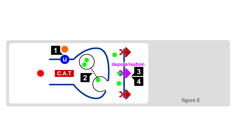 Ganglionic Synapse 9