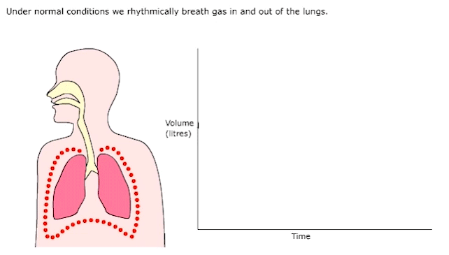 lung size