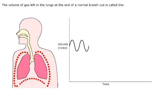 lung size