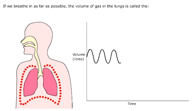 lung size
