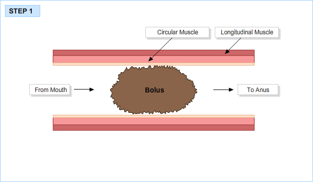 Peristalsis 1